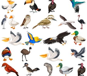 Птахи та комахи англійською