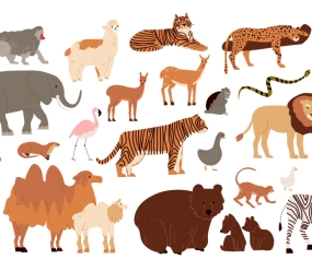 Дикі тварини англійською