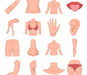 Частини тіла німецькою